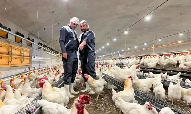 اعلام نرخ جدید مرغ | فروش بالای ۱۳۵ هزار تومان ممنوع شد
