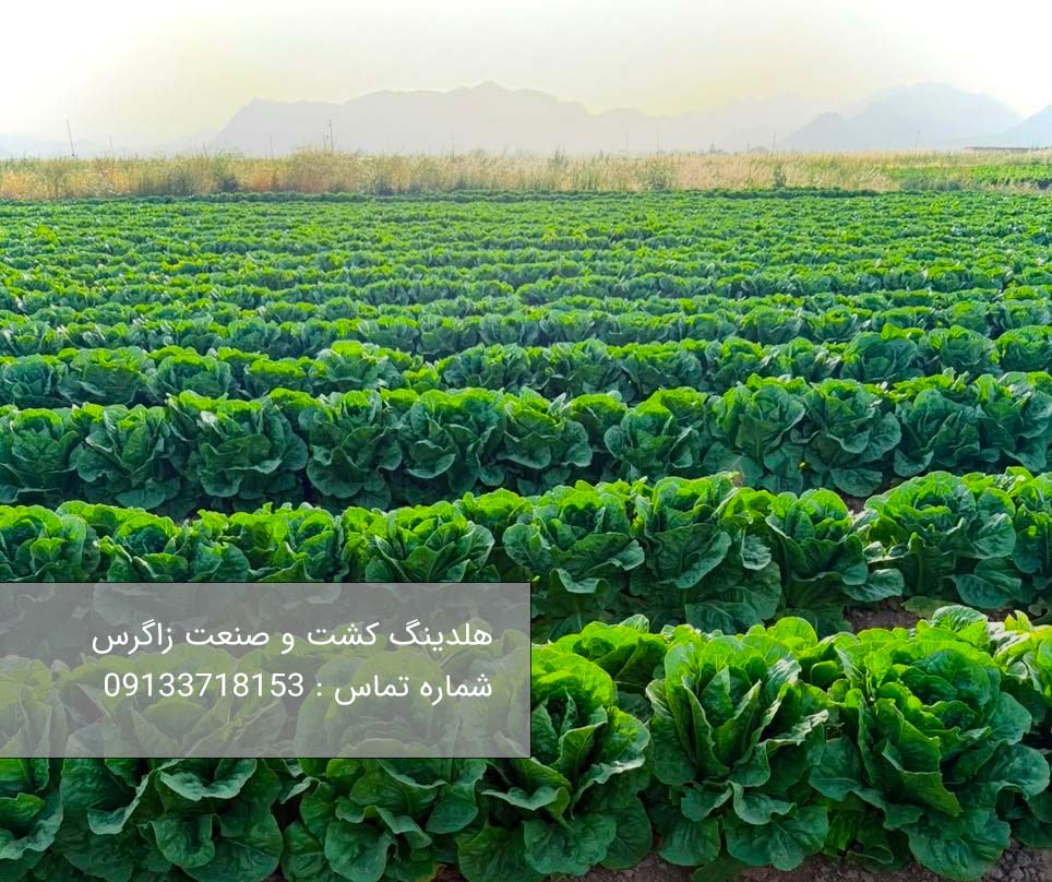 کاهو صادراتی رومانو با کیفیت را از هلدینگ کشت و صنعت زاگرس